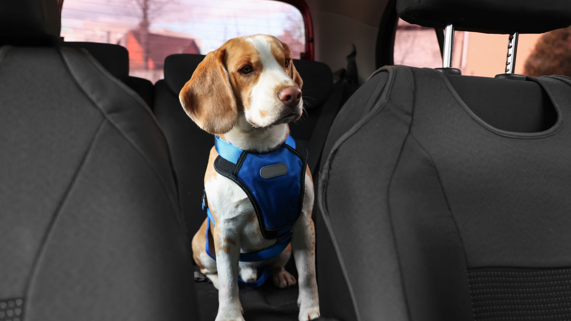 A dog sitting in the back seat of a car